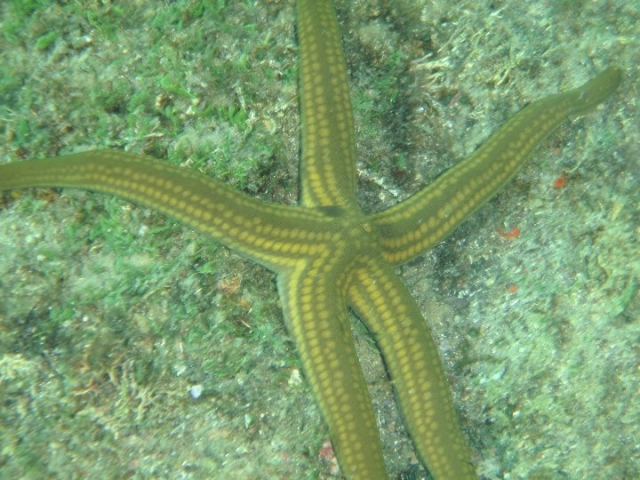  Starfish 